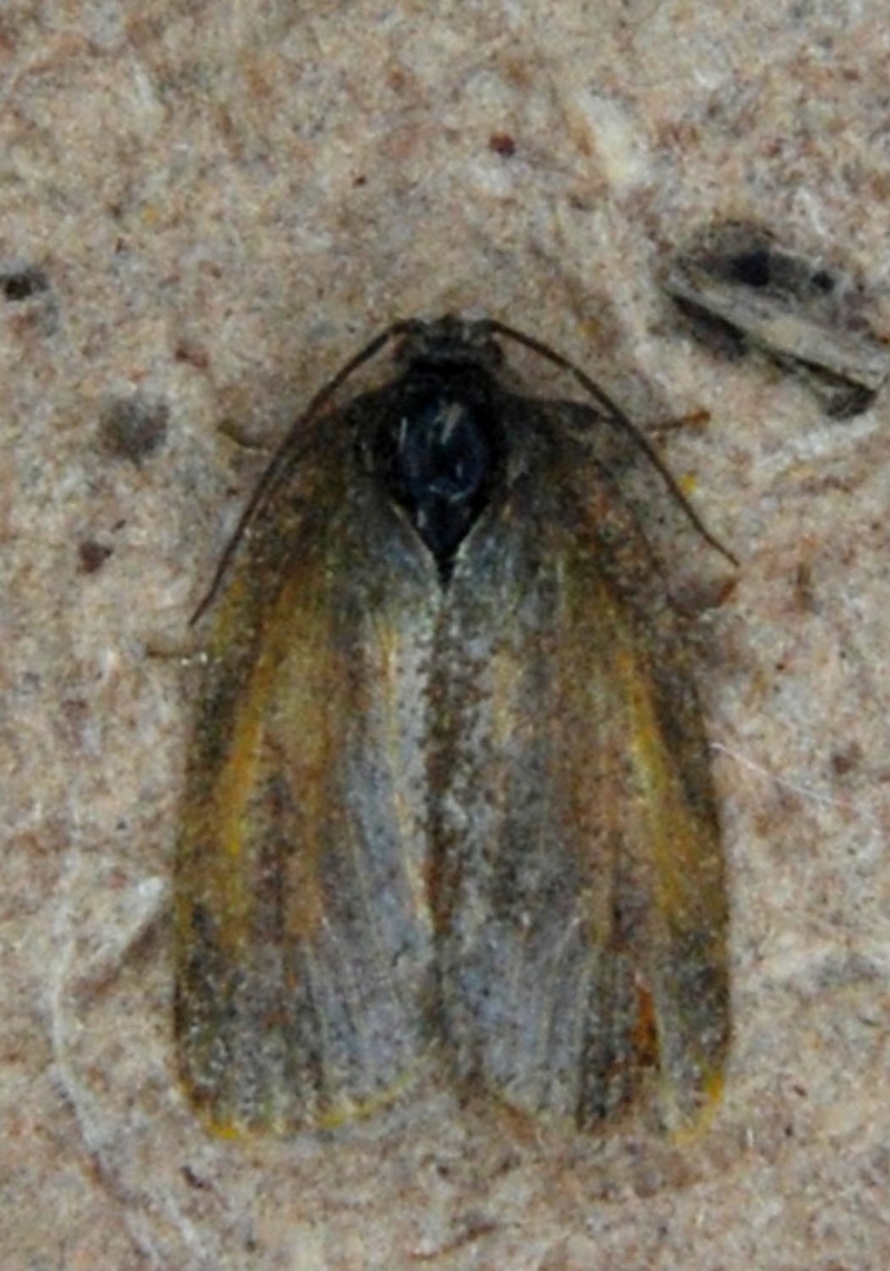 Micros sp. [Coleophora sp.,Aleimma loeflingiana,Cacoecimorpha pronubana,Prochoreutis myllerana] Axy10