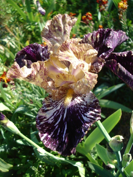 Iris broken color Gnuss_10