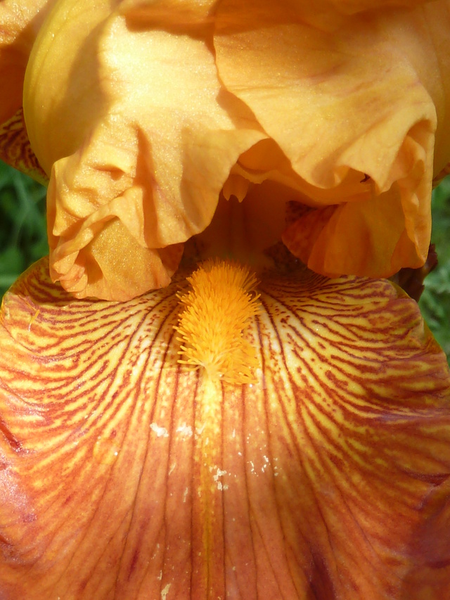 Iris 'Copper Capers' - James Gibson 1970 P1100012