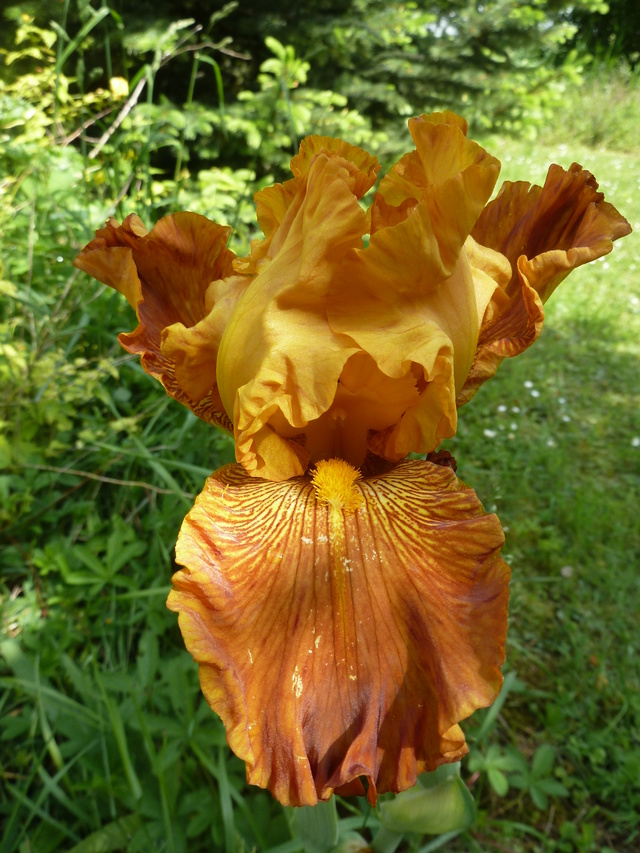 Iris 'Copper Capers' - James Gibson 1970 P1100013