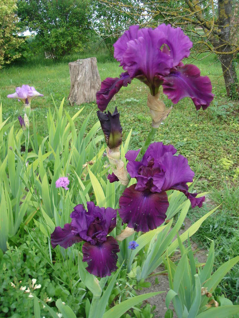Iris 'Plum Fun' - Schreiner 2001 Plum_f10