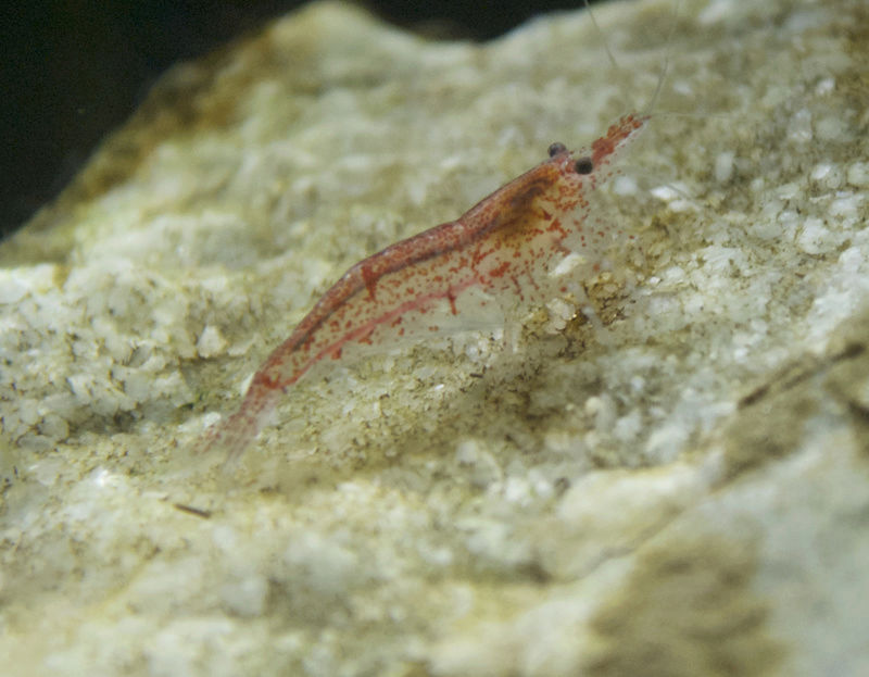 les aqua de gobius Caridi10