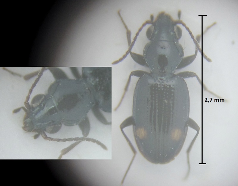 Bembidion (Emphanes) azurescens Montag11