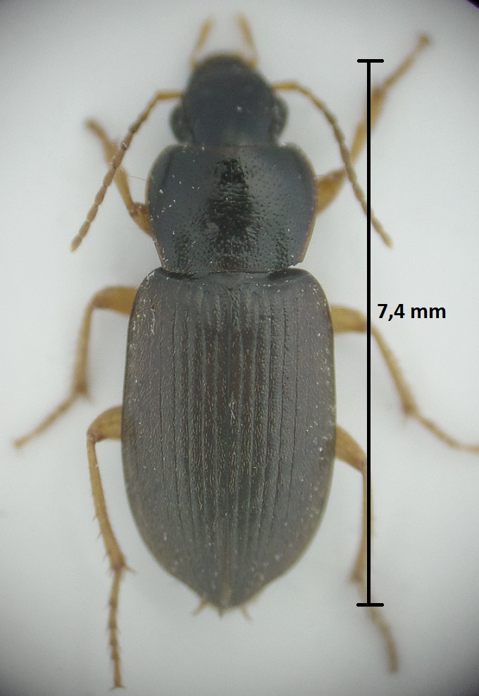 Parophonus maculicornis Paroph10