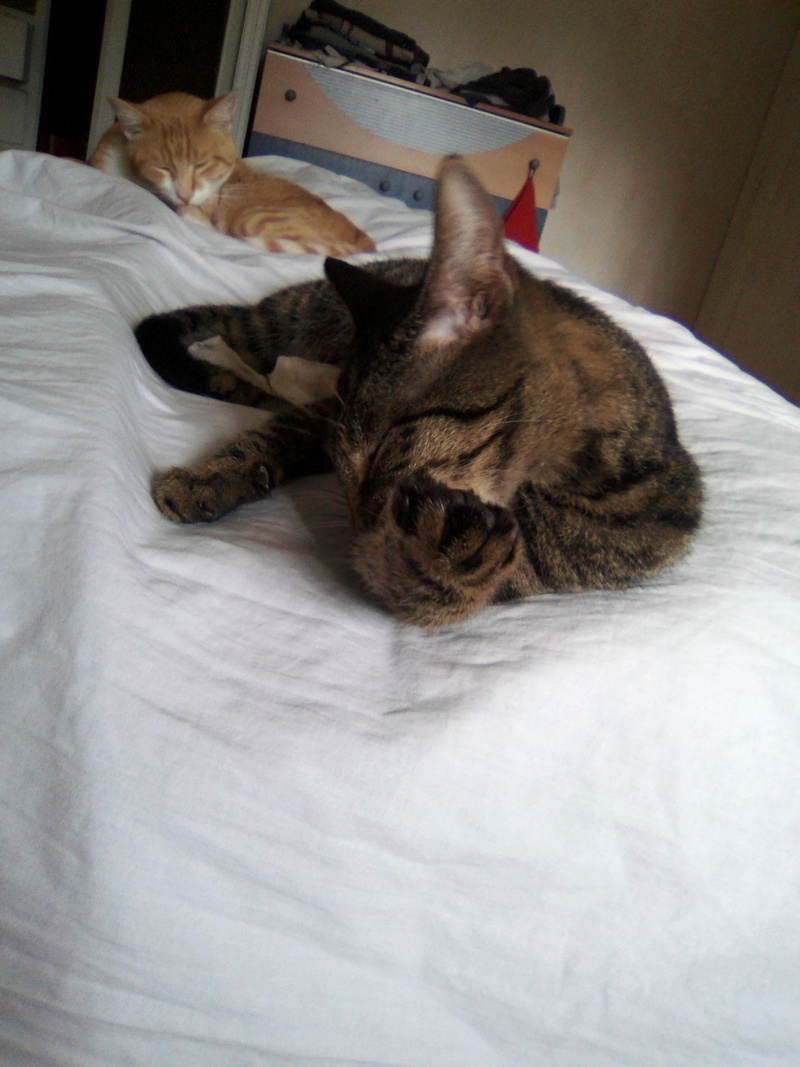Lyria, jeune chatte marron tabby  née en octobre 2015 Img_2021