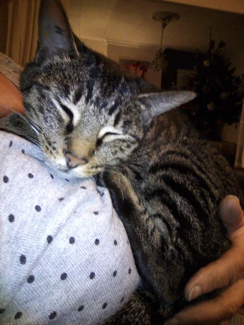 Lyria, jeune chatte marron tabby  née en octobre 2015 Img_2058