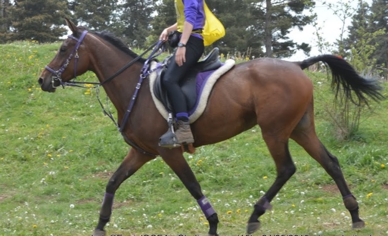 Cherche aide pour entraînement de chevaux d'endurance Dsc_0910
