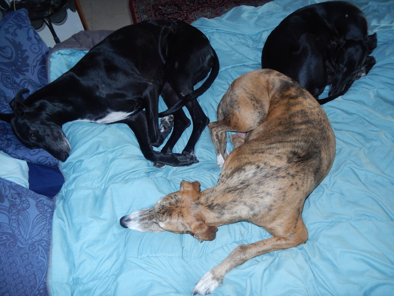 Morante, galgo attaqué, mordu par ses frères car trop bon, trop doux,à l'adoption "Scooby France Adopté - Page 33 00410