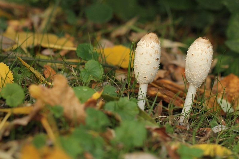 [fil ouvert] les champignons - Page 2 Img_0020