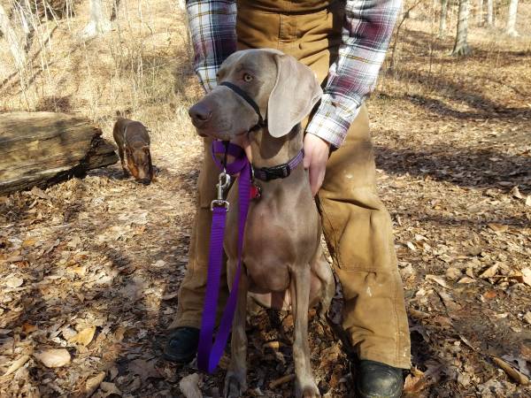  Lost Female Weimaraner. REWARD (Thorntown} Indy910