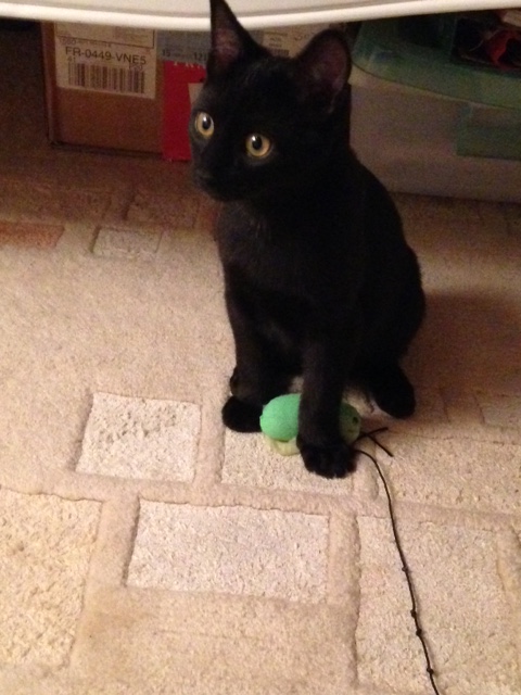 Memphis, chaton mâle noir né le 1er septembre 2016 Img_3610