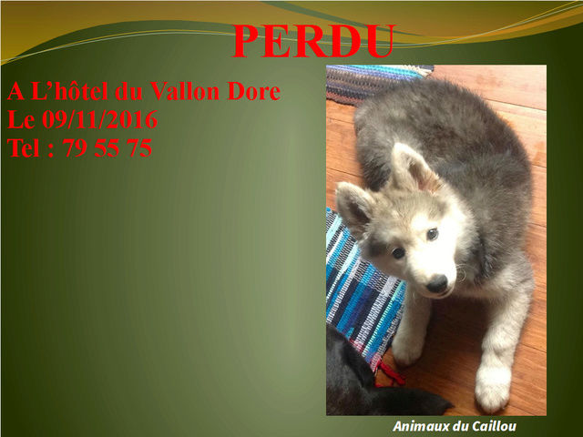 PERDU chiot croisé husky gris à l'hotel du vallon dore le 09/11/2016 15078510