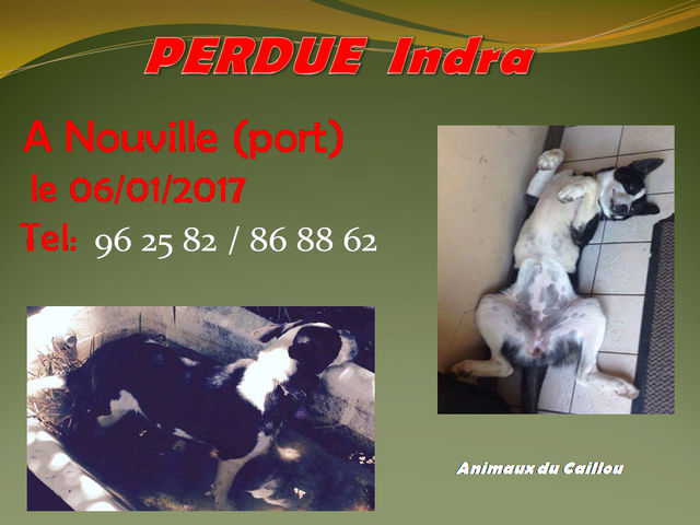 PERDUE INDRA chienne noire blanche collier gris au port à Nouville le 20/12/2016 15873110