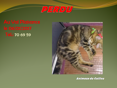 plaisance - PERDU chat mâle tigré gris noir collier vert non castré à val plaisance le 06/01/2017 15965310