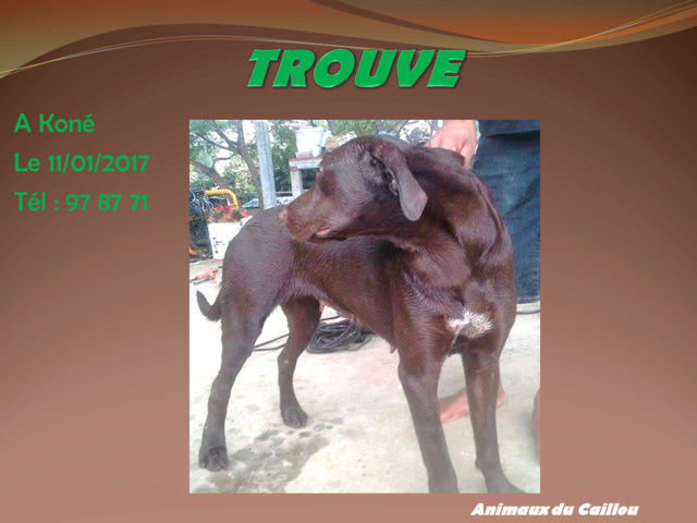 TROUVE chien marron chocolat tache blanche poitrail à Koné le 11/01/2017 2014mm18
