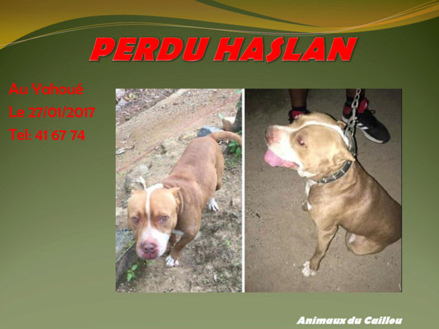 PERDU HASLAN pitbull marron blanc à Yahoué le 27/01/2017 2014mm25