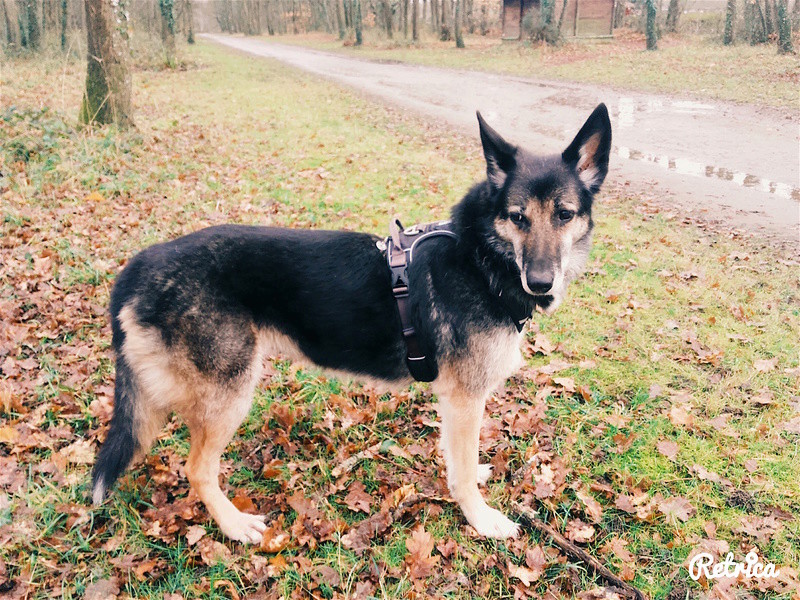 harnais - Harnais Comfort Walk de Dog Copenhagen Img_2026