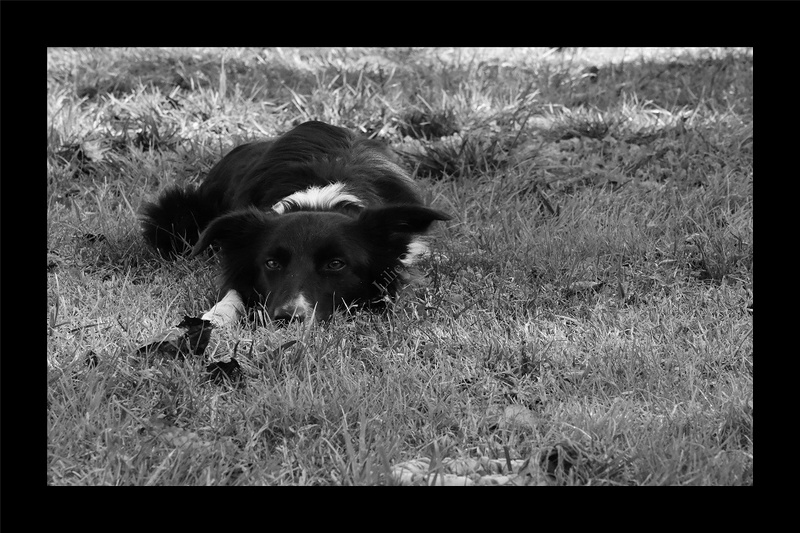 Et voici Indie, border collie - Page 16 Indie_14