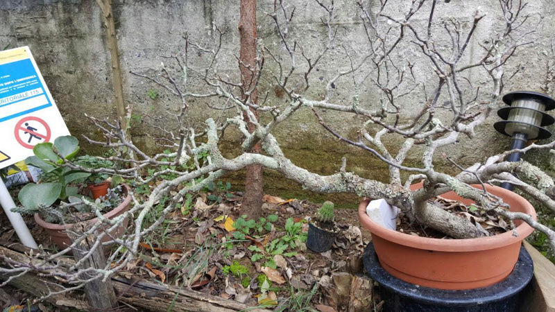 Magnolia stellata.....pianta da vivaio. Untitl12