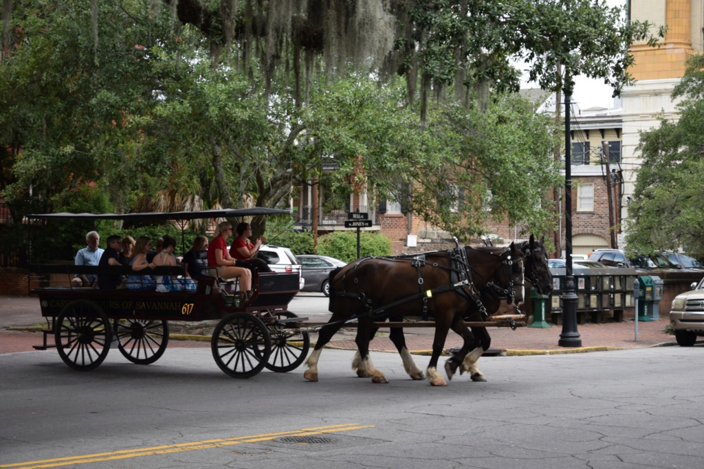 Tampa - Savannah - St Augustine  - Orlando - Aout 2016 Dsc_0312