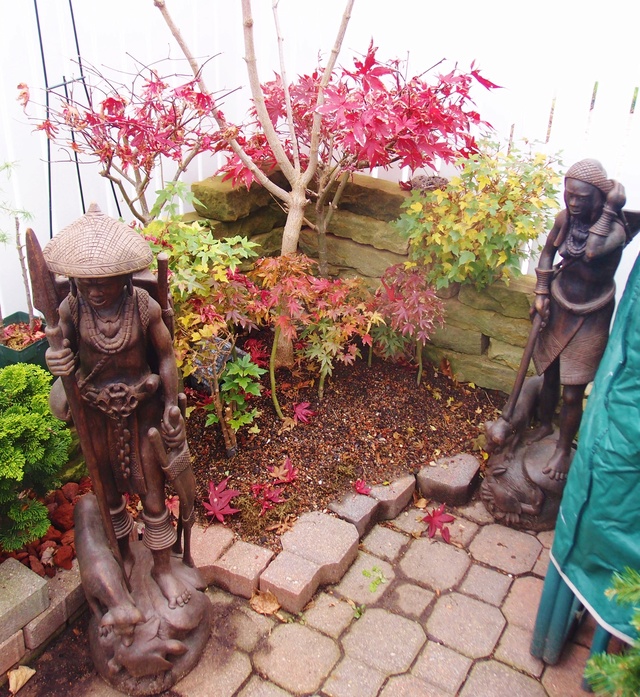 Patio Bonsai area Bonsai11