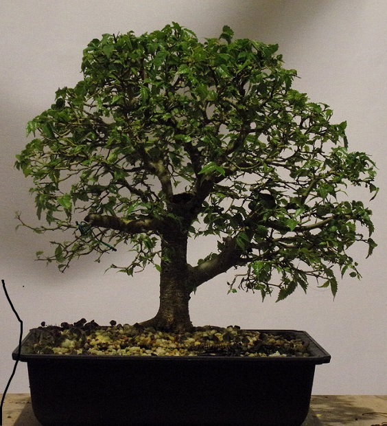 my new acacia Fustic10