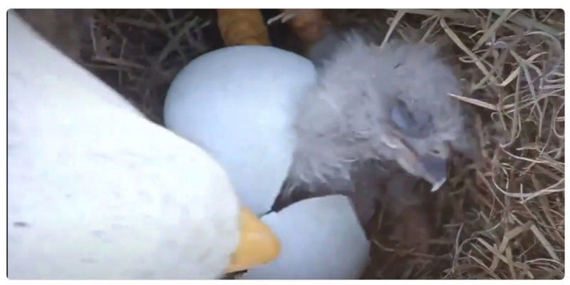 ATTENTION Harriet's Babies are Hatching  Captur10