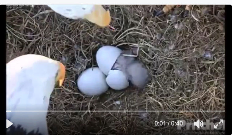 eaglecam - ATTENTION Harriet's Babies are Hatching  Captur11