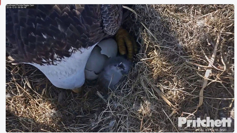 eaglecam - ATTENTION Harriet's Babies are Hatching  Captur12