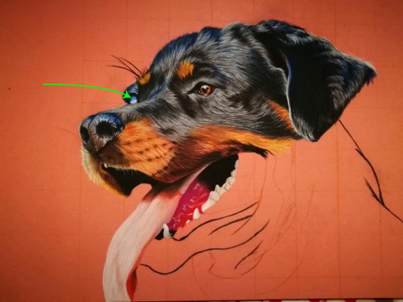 [Pastels secs] Rottweiler Chien10