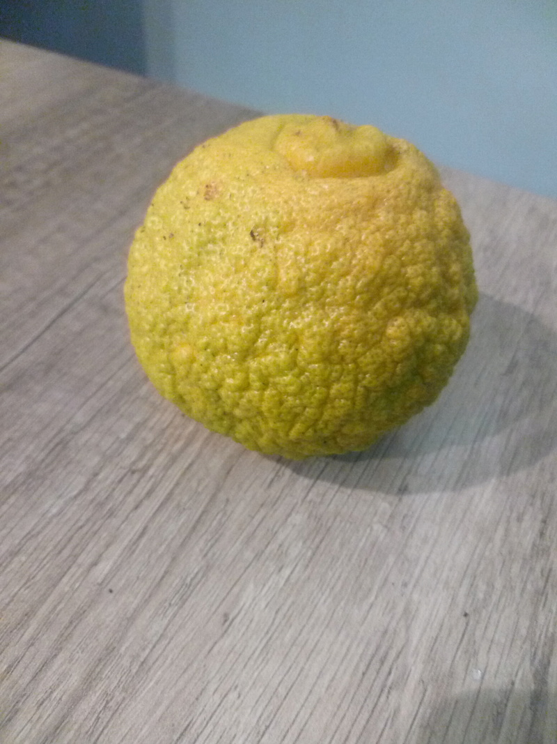 Citron limone rosso Img_2017