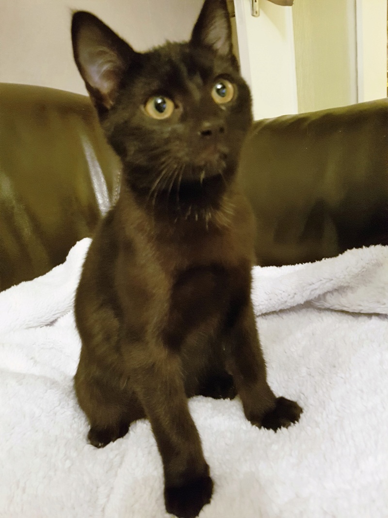 Memphis, chaton mâle noir né le 1er septembre 2016 20161215