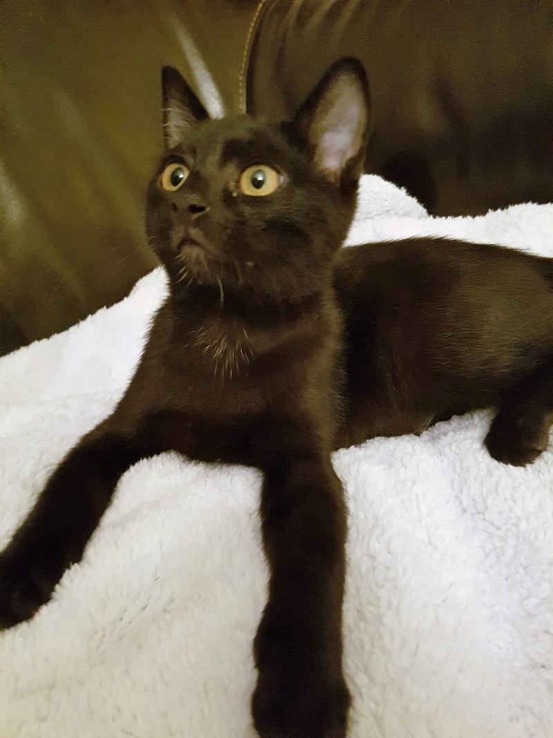 Memphis, chaton mâle noir né le 1er septembre 2016 20161218