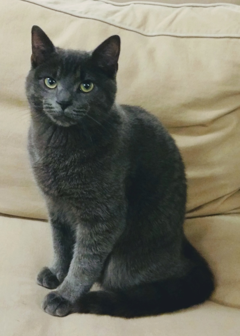 Maki - male - gris - type européen -  né en juin 2016 20170110