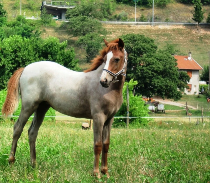 de quelle couleur va t-elle finir???? Cimg1311