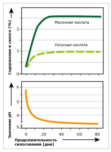 Силосование люцерны. Siloso10