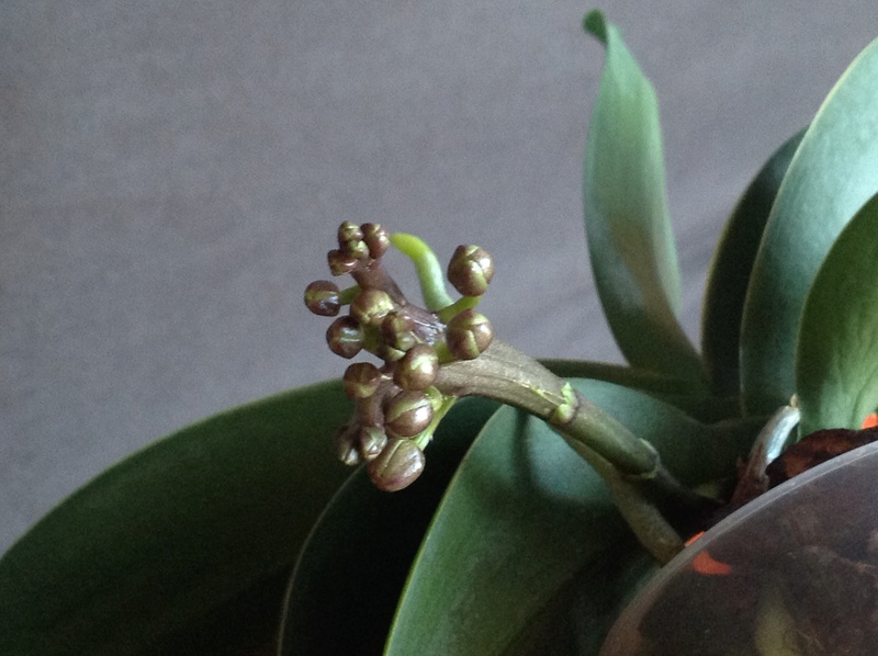 Phalaenopsis 'Sogo Vivien' Image17