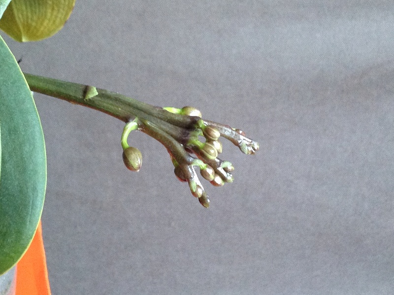 Phalaenopsis 'Sogo Vivien' Image23
