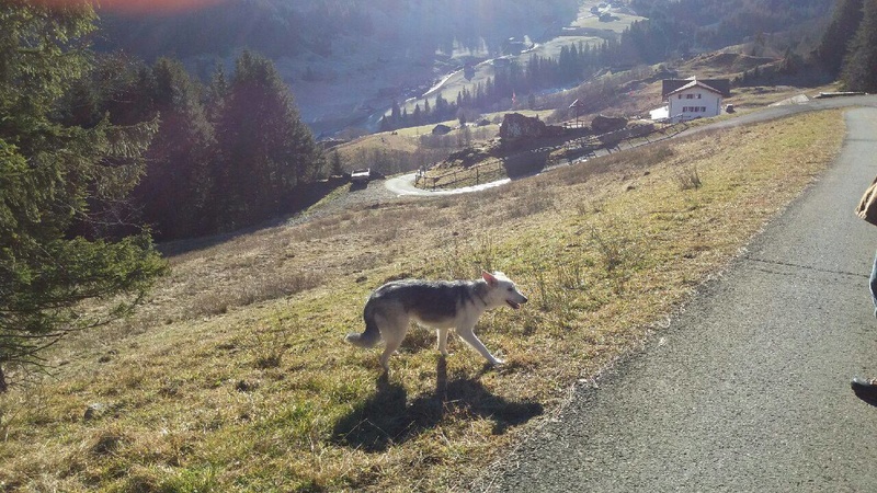 AONAE- chiot femelle croisée- née en mars 2016- en FA chez Corinne67  - adoptée par Sophie (67) Anoae410