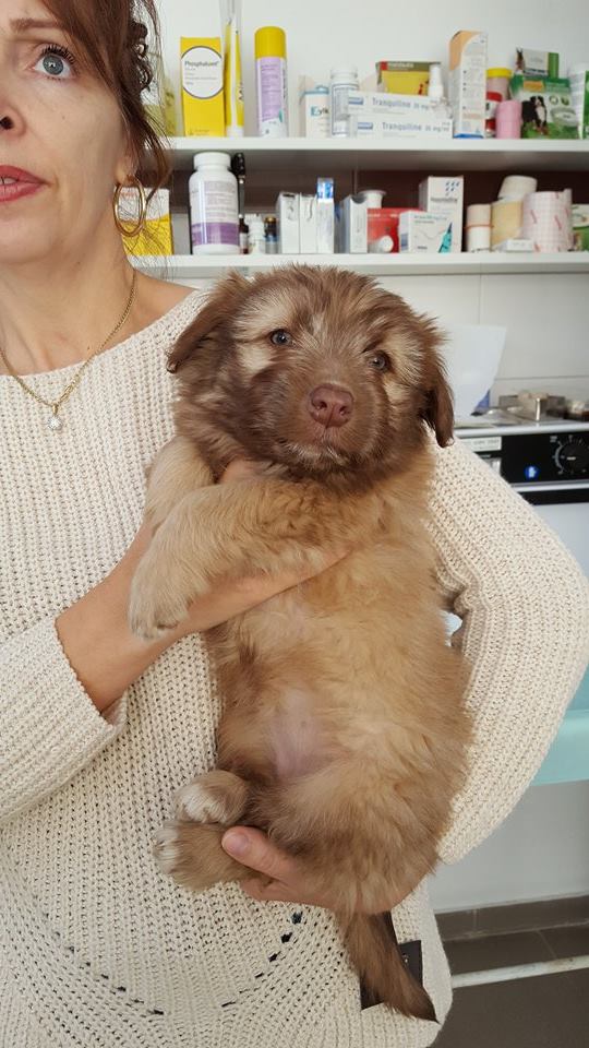 BABOUCHKA - chiot femelle, née août 2016, taille petite à moyenne - Adoptée par NATHALIE (BELGIQUE) - Page 2 Babouc15