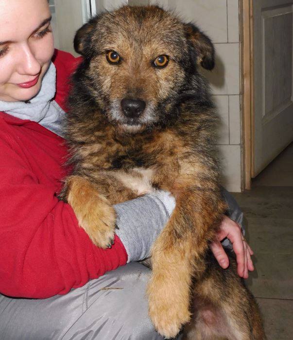 YODA - chien croisé fox mâle de taille petite né en 2016 - (Pascani) REMEMBER ME LAND- adopté par Leo (Belgique) Yoda310