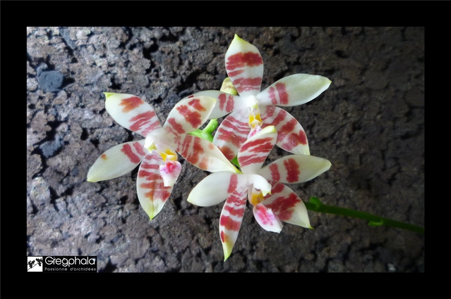 Phalaenopsis amboinensis white x speciosa 15112010