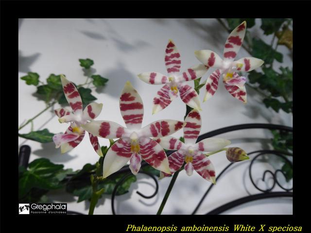 Phalaenopsis amboinensis white x speciosa 16122817