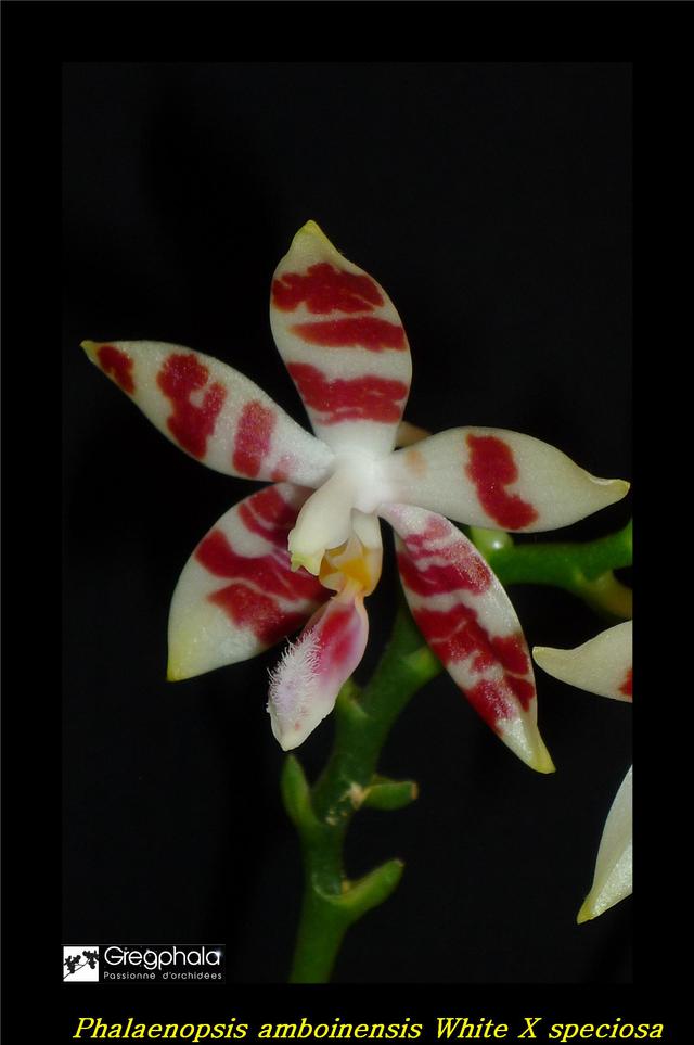 Phalaenopsis amboinensis white x speciosa 16122819