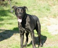 BLACKO x Beauceron Malinois né en 2014 200x1610