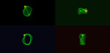 c, the speed of light, and the BPhoton - Page 2 Rot-of12