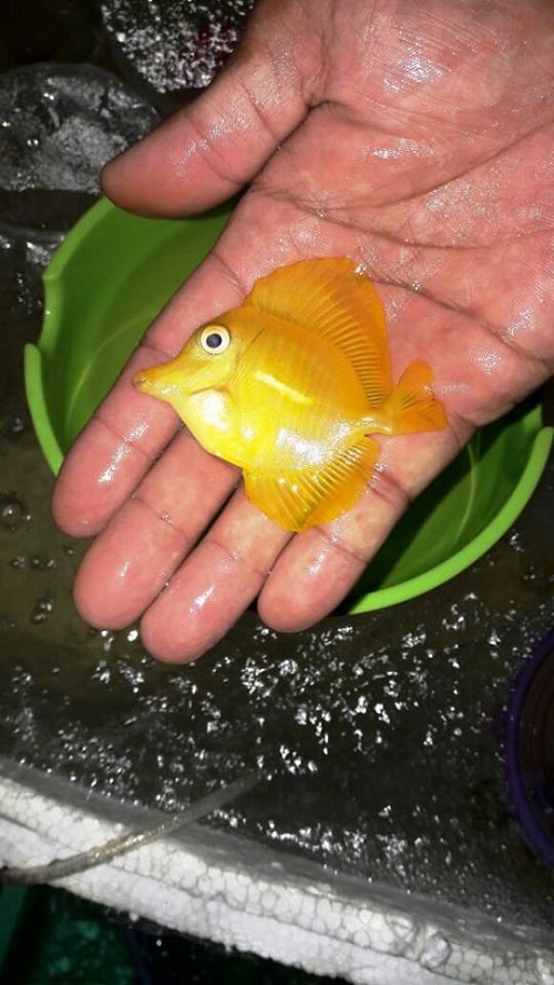 Stock ikan import IN STOCK 3 Febuary 2017 16473510