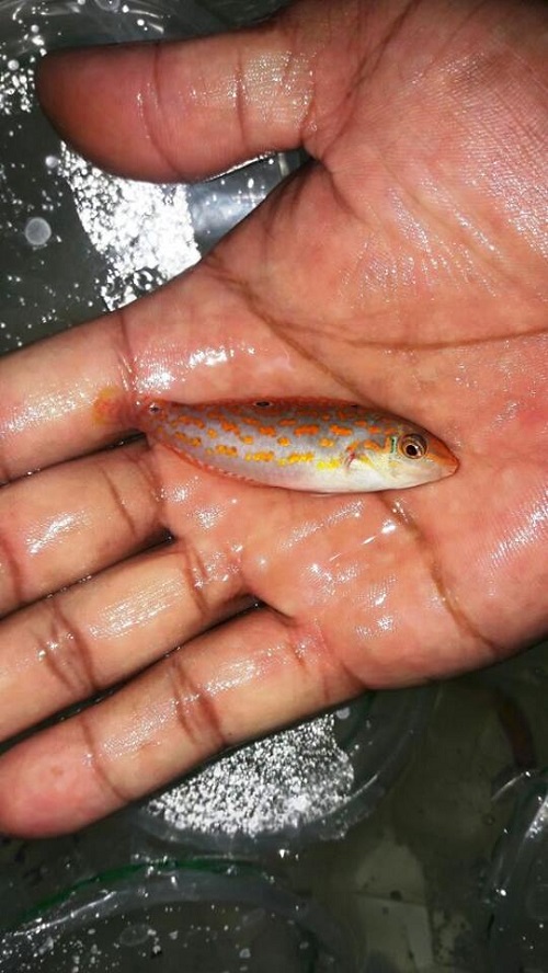 Stock ikan import IN STOCK 3 Febuary 2017 16507810