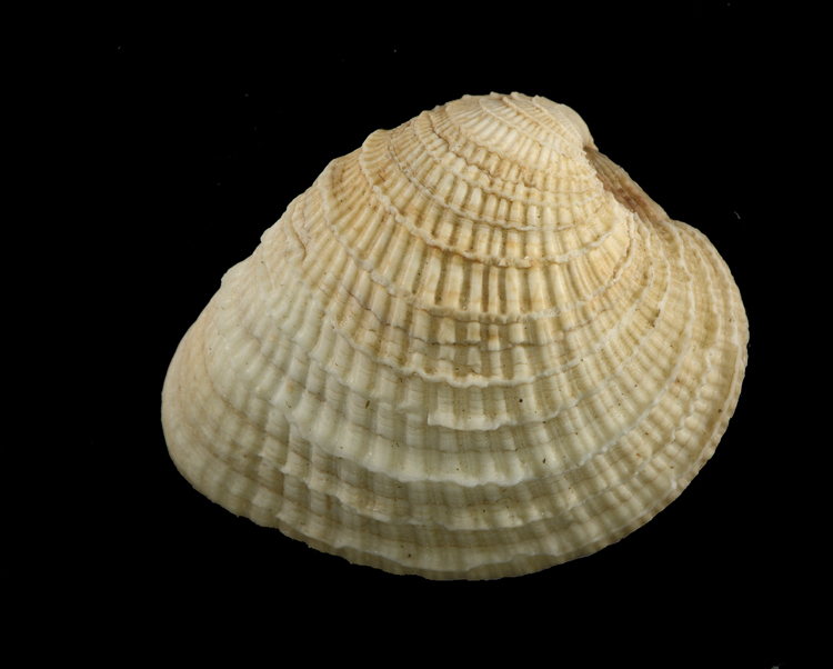 Chione cancellata (Linnaeus, 1767)  Veneri11