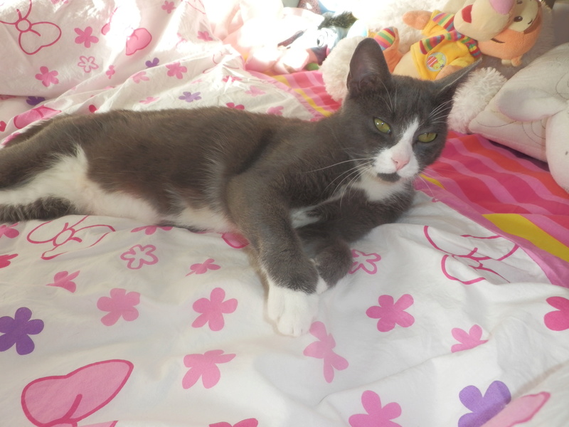 Rubis, jeune chatte toute en douceur, née en janvier 2016 P1110512